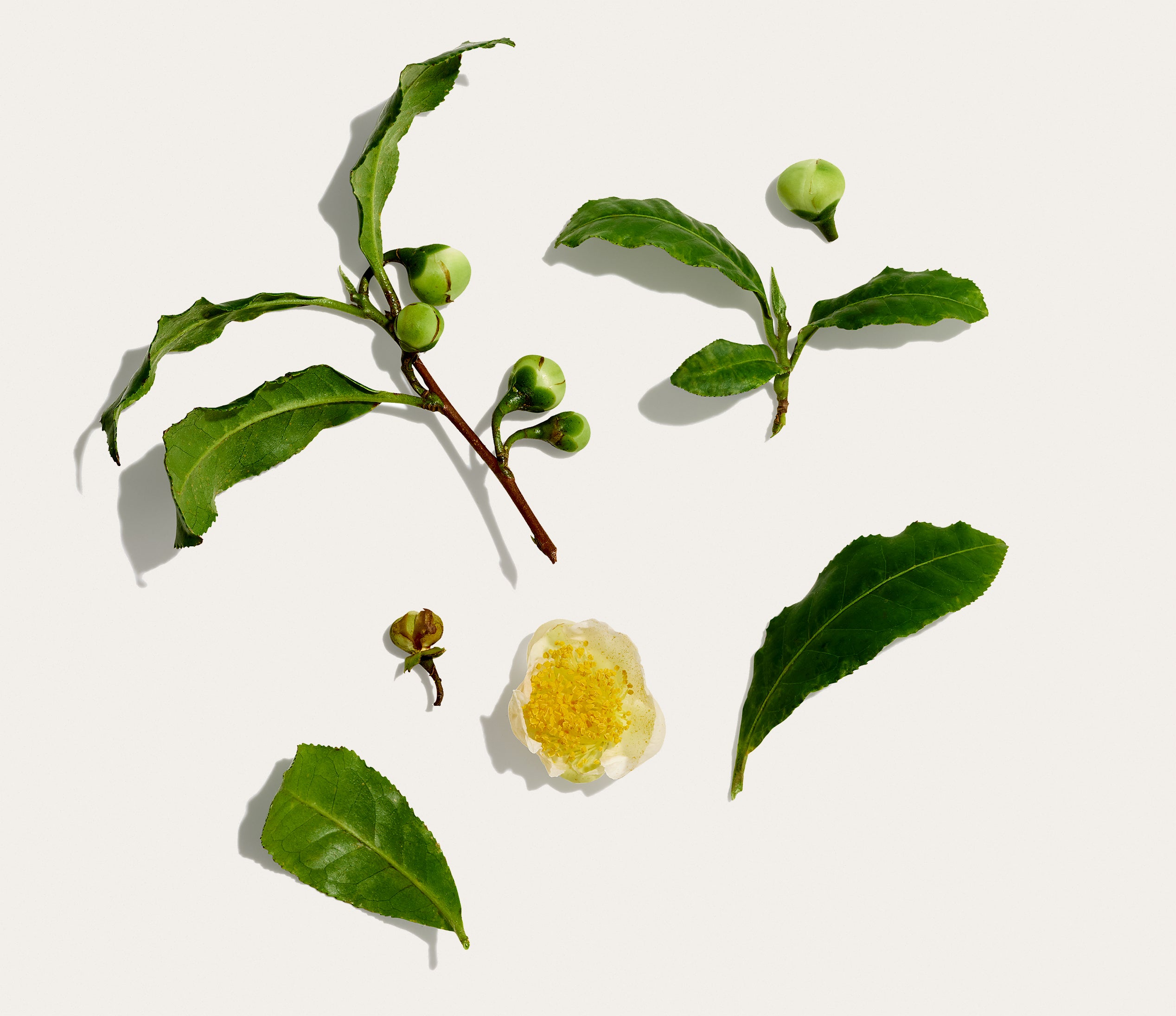 green tea skincare - nuebiome