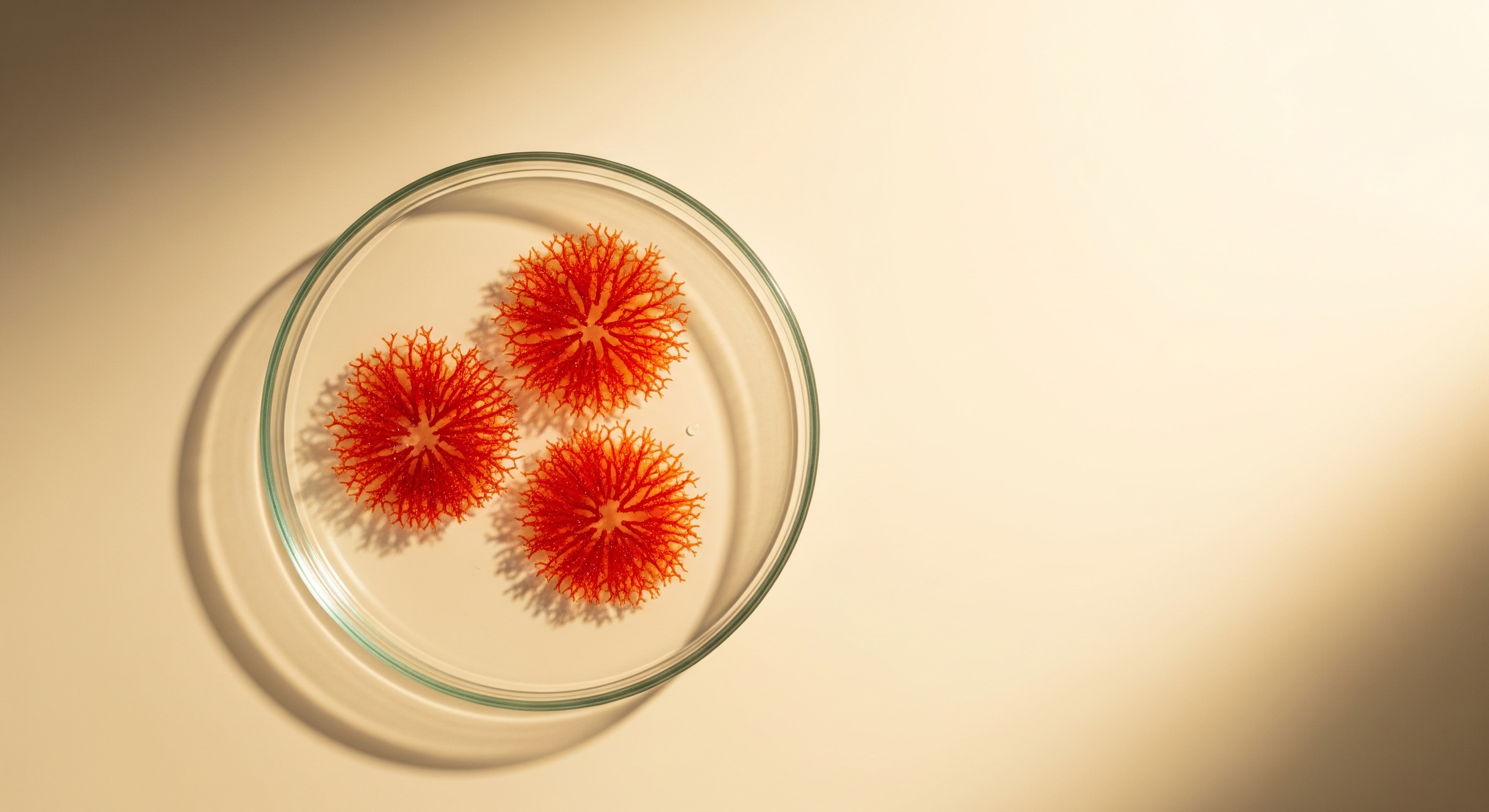 Astaxanthin antioxidant-rich ingredient spotlight for radiant-looking skin
