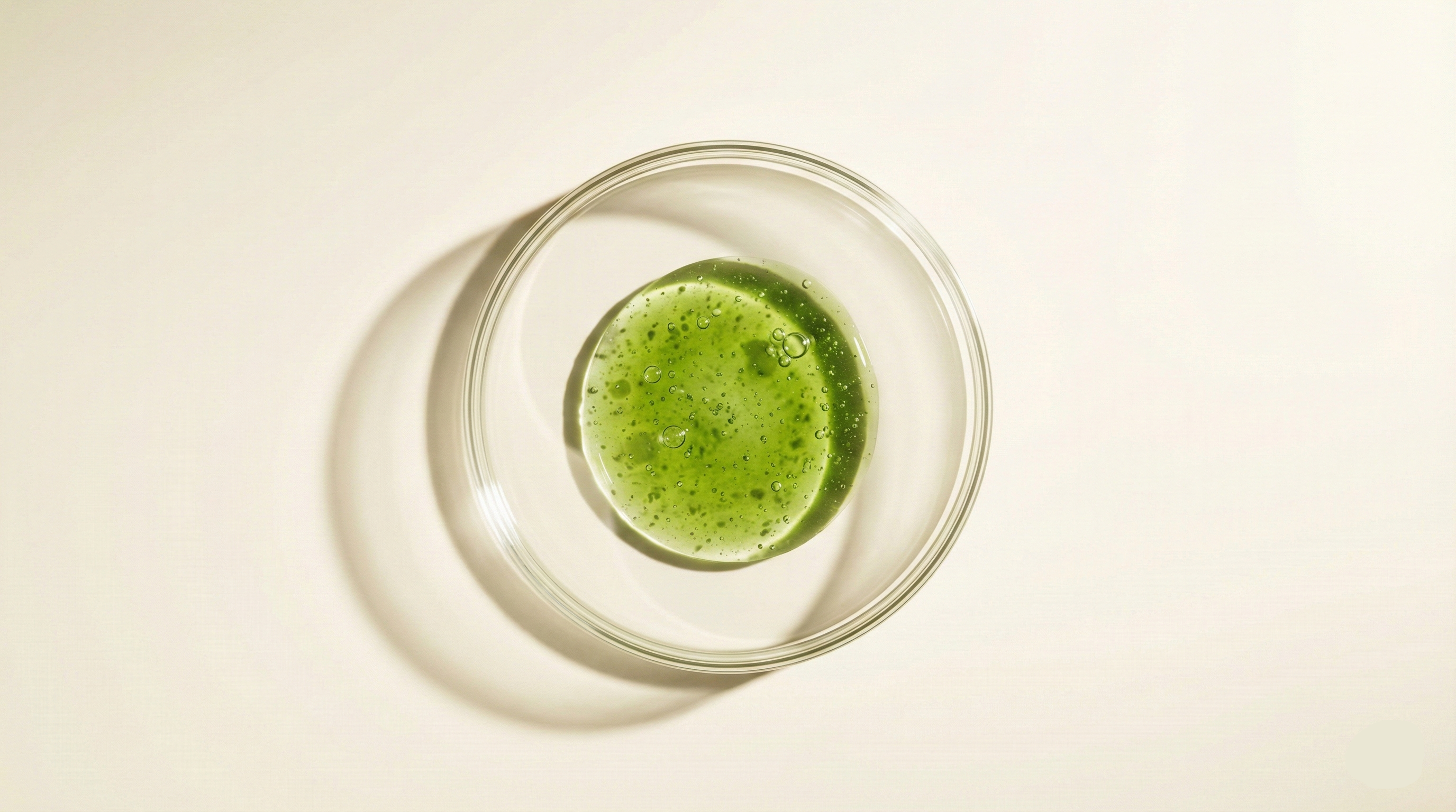 Top-down view of Chlamydomonas Reinhardtii green algae extract in a clear glass petri dish.