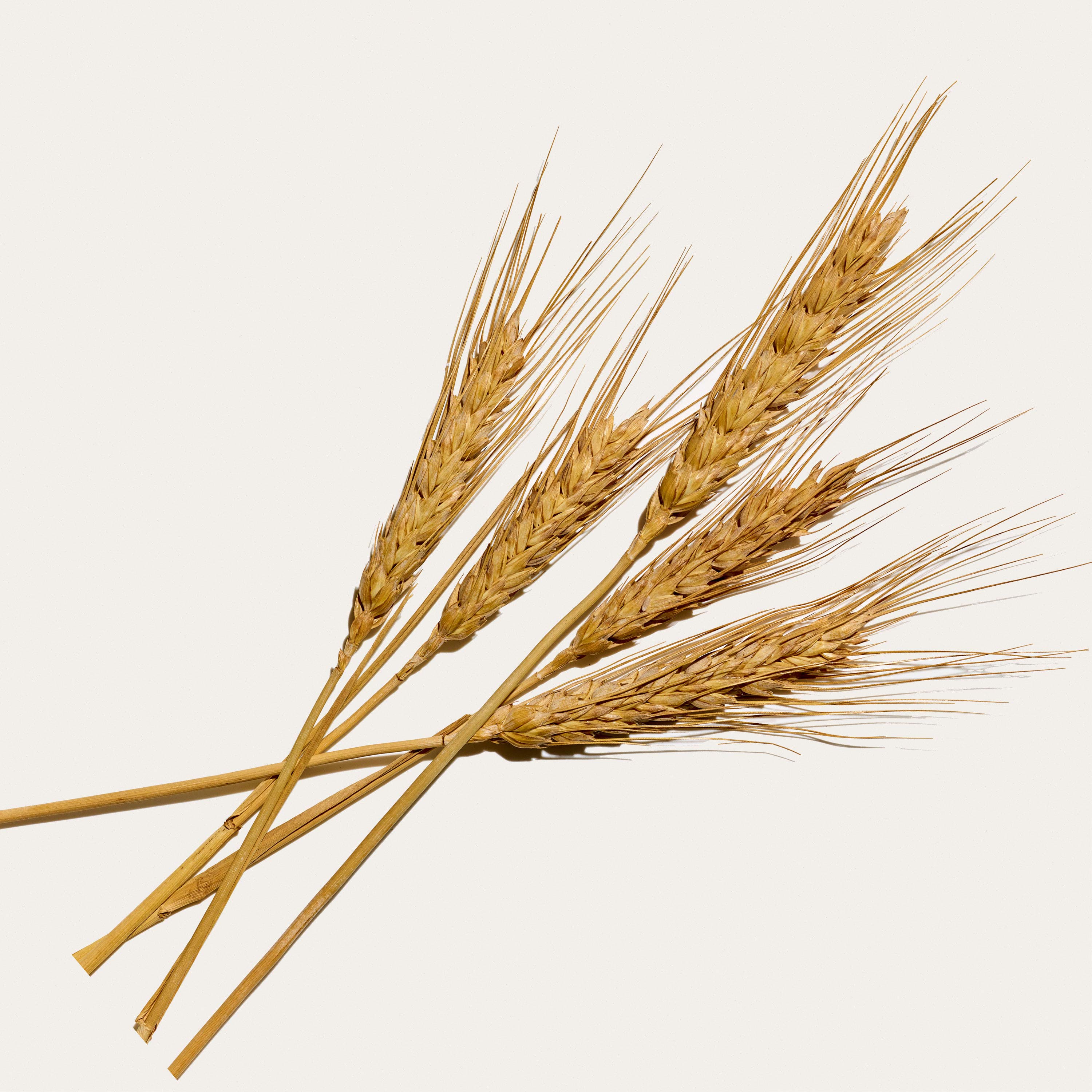 wheat alpha glucan oligosaccharide